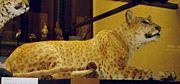 A "Jaglion," a Jaguar/Lion hybrid
