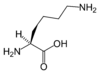 L-lysine-skeletal.png