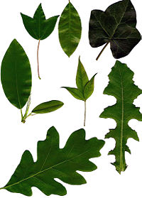 Leaves showing various morphologies. Clockwise from upper left: tripartite lobation, elliptic with serrulate margin, peltate with palmate venation, acuminate odd-pinnate (center), pinnatisect, lobed, elliptic with entire margin