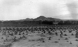 Navajo cornfield, circa 1880