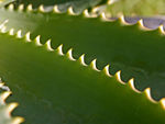 Aloe vera leaf close up
