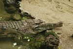 Slender-snouted crocodile, Crocodylus cataphractus