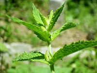 Spearmint foliage
