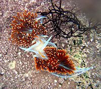 Hermissenda crassicornis in a tide pool in Moss Beach, California