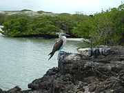 Blue-footed Booby
