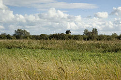Wicken fen.