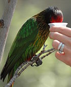 Yellow-streaked lory drinking nectar from a small cup