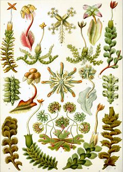"Hepaticae" from Ernst Haeckel's Kunstformen der Natur, 1904
