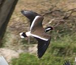 In flight. Note the diagnostic V-shaped white wing bar, and also black and white markings on tail