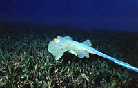 A stingray in dark waters. Stingrays are dangerous for humans because it is hard to see them when they're in dark waters.
