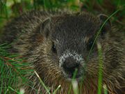 Groundhogs feed on a variety of plants such as grass, clover, and berries.