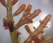 This red algae's ancestors, dating from 1200 million years ago in the Proterozoic eon, are thought to have been the first multicellular organisms.
