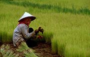 The planting of rice is a labor intensive process