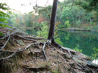 Tree roots anchor the structure and provide water and nutrients