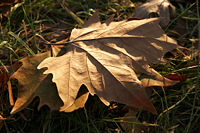 Fallen autumn leaves