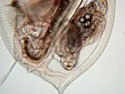 Dapnia abdomen