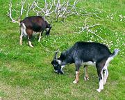 Domestic goats grazing