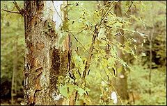 A tree stripped by gypsy moth larvae