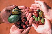 Bush tucker (bushfood).