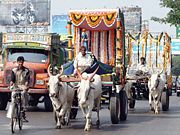 Oxen in India