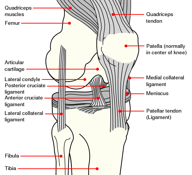 Image:Knee diagram.svg