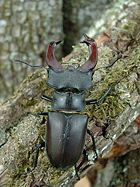Stag beetle with mandibles modified no longer used in feeding