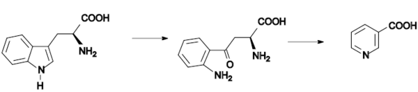 Biosynthesis: Tryptophan → kynurenine → niacin