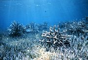 Coral in shallow waters. Only here are the lighting conditions suitable for symbiotic algae to photosynthesize.