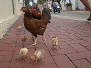 A free roaming bantam chickens on the streets of downtown Key West, Florida