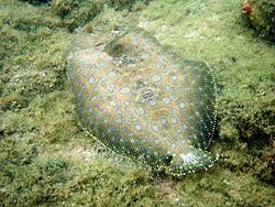 What are some defining characteristics of a flounder?