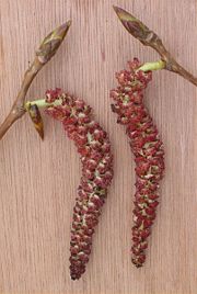 Male catkins of Populus × canadensis