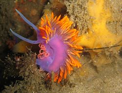 Spanish shawl, Flabellina iodinea