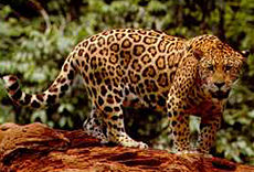 The Cockscomb Basin Wildlife Sanctuary is the world's only Jaguar Preserve.