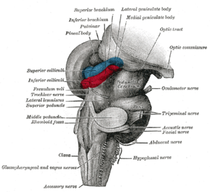 Gray's Anatomy FIG. 719—Hind- and mid-brains; postero-lateral view. (Pineal gland near top.)