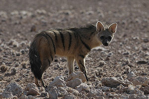 Aardwolf