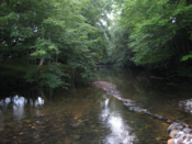 Stream within a Linville community.