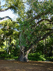 A direct clone descendant of the Bodhi tree, planted at Foster Botanical Garden in Honolulu, Hawaii.