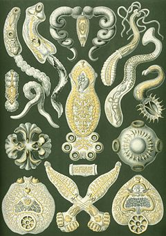 Haeckel Platodes