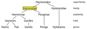 Hominoids include