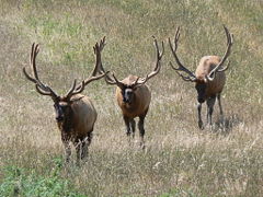 Bull elk on a captive range in Nebraska. These elk, originally from Rocky Mountain herds, exhibit modified behavior due to having been held in captivity.