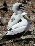 Masked Booby with chick, a migratory species that breeds on Atol das Rocas.