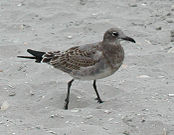 A juvenile Laughing Gull.