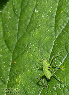Speckled bush cricket (nymph) Northamptonshire, England