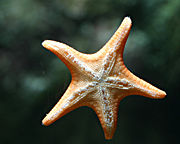 The tube feet can be seen on this sea star.