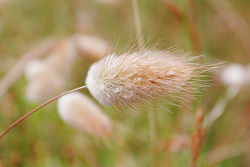Harestail Grass