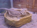Bearded Dragon kept as a pet.