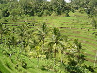 Balinese rice terraces