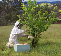 A beekeeper collecting a bee swarm. Note the bare hands