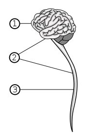 Image:Central nervous system.svg