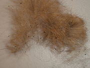 Flea "dirt" in the fur of a cat, is actually excess blood (from host) consumed by the adult flea, passed as feces.